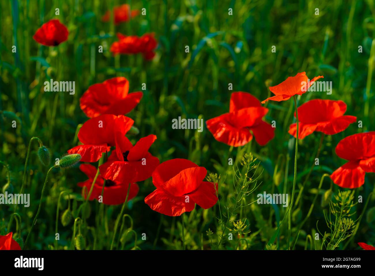 Amapolas con flores abiertas en un prado Foto de stock