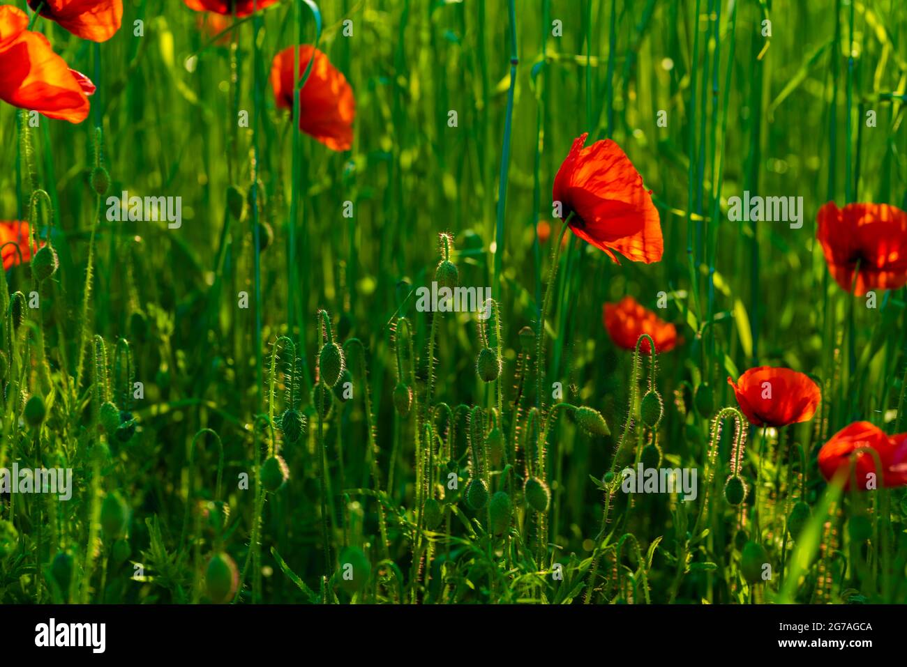 Amapolas con floración abierta en un prado, nitidez selectiva, profundidad de campo poco profunda Foto de stock