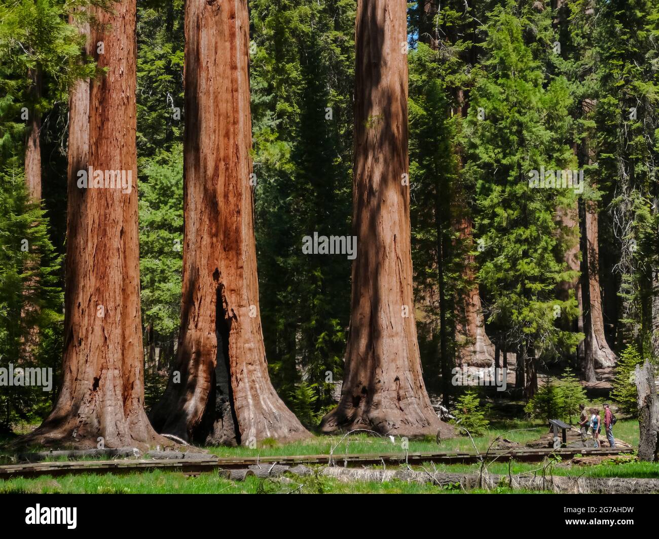 Sequoia National Park, California, EE.UU. Foto de stock