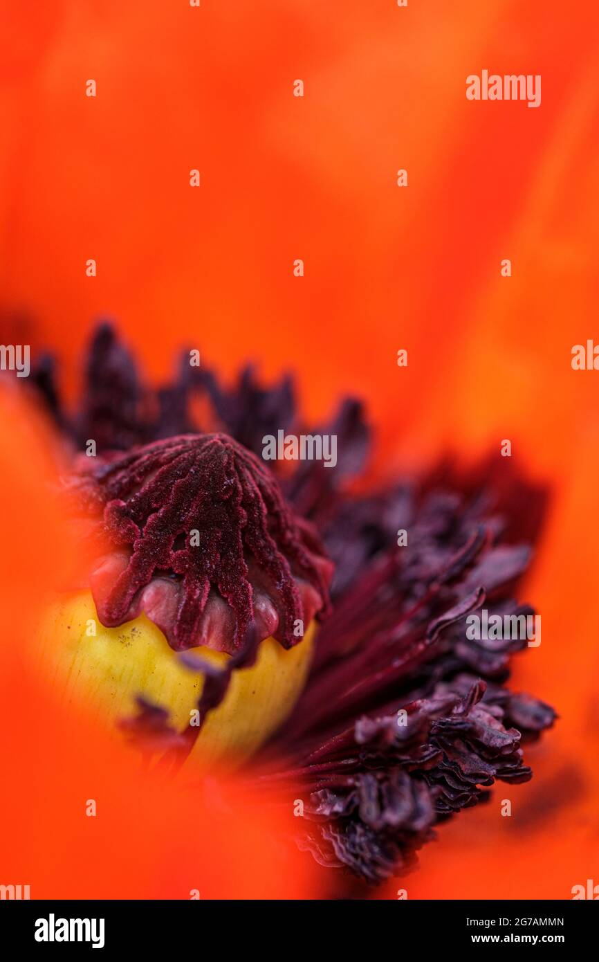 Macro de una flor de amapola Foto de stock