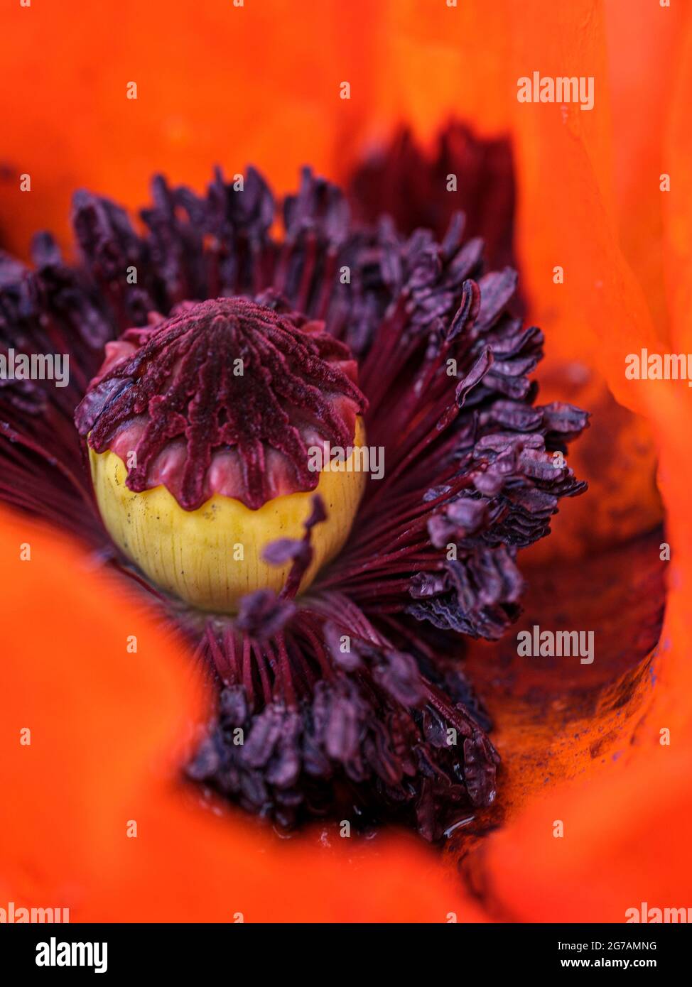 Macro de una flor de amapola Foto de stock