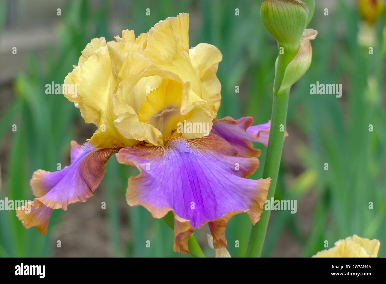 Iris de barba alta (Iris barbata-elatior), cultivar 'Escape the Ordinary' Foto de stock