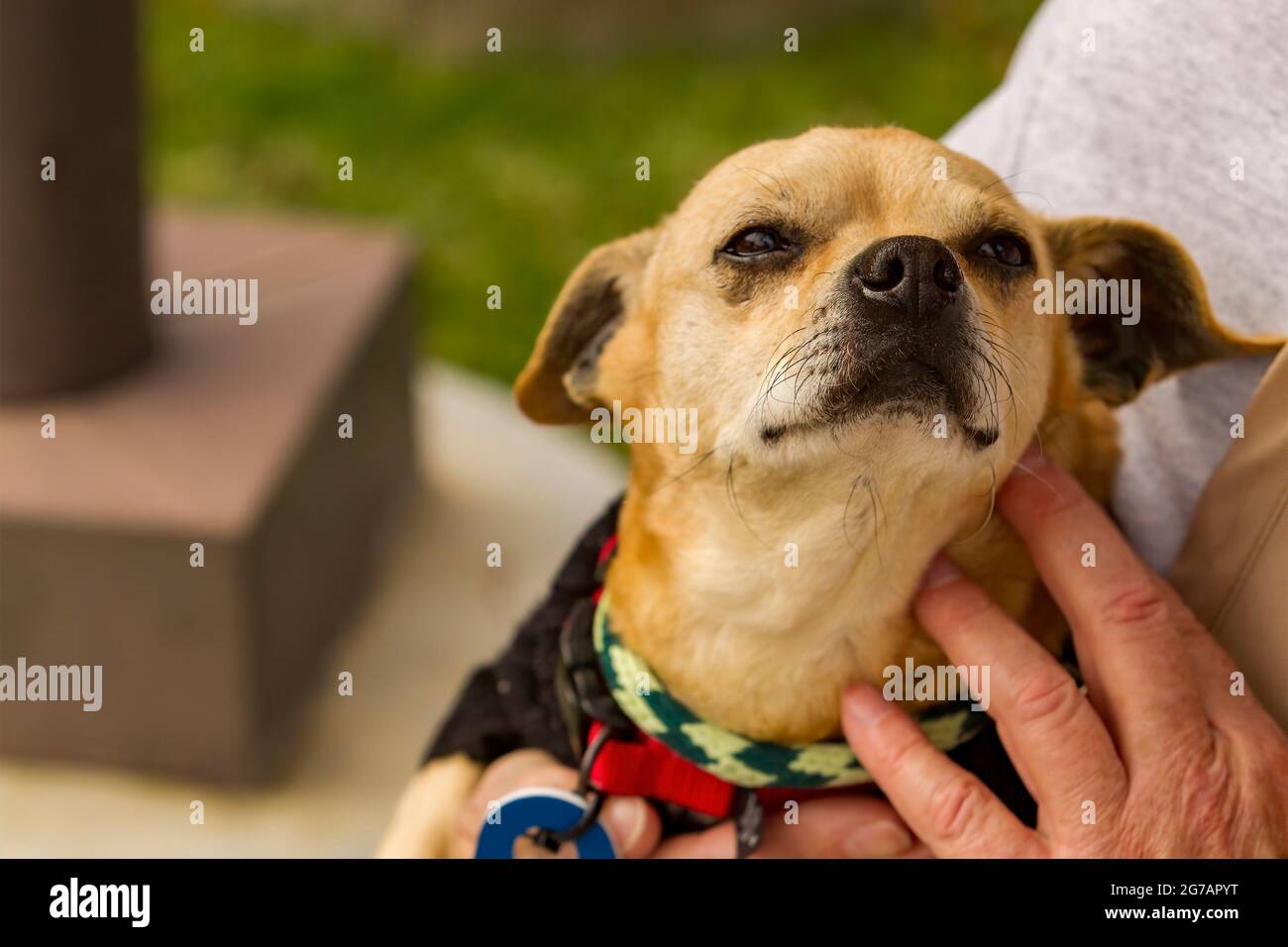 Un perro chihuahua terrier mezclado más viejo en los brazos de un y cuidador en una instalación de resue perros Fotografía de stock -