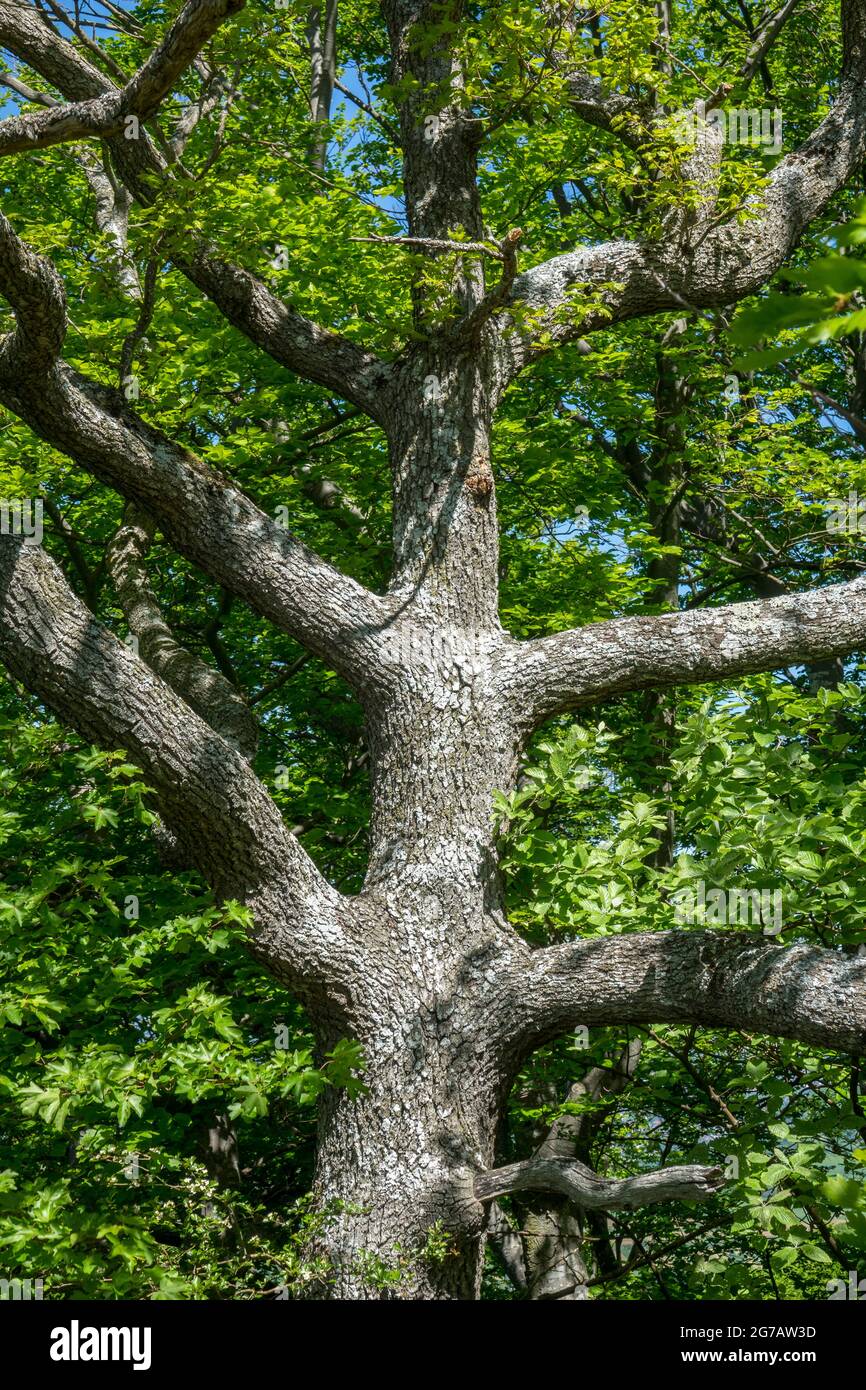 Alemania, Baden-Württemberg, Pfullingen, roble con una peculiar forma de crecimiento, similar a un árbol de enrejado, en el borde del Schönbergwiese, Alb. Foto de stock