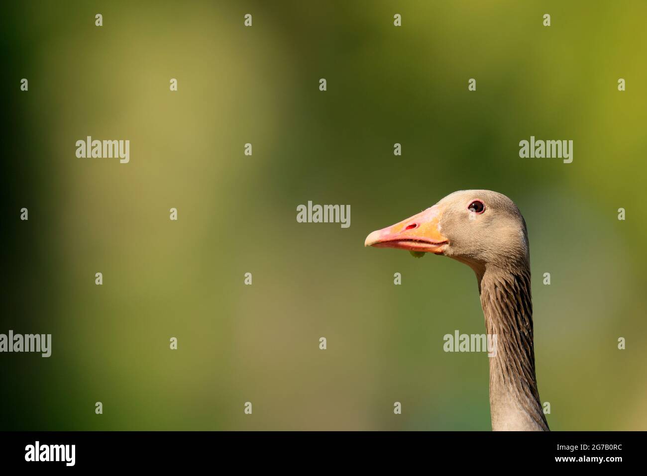 Retrato animal de ganso de Graylag (Anser anser), Alemania Foto de stock
