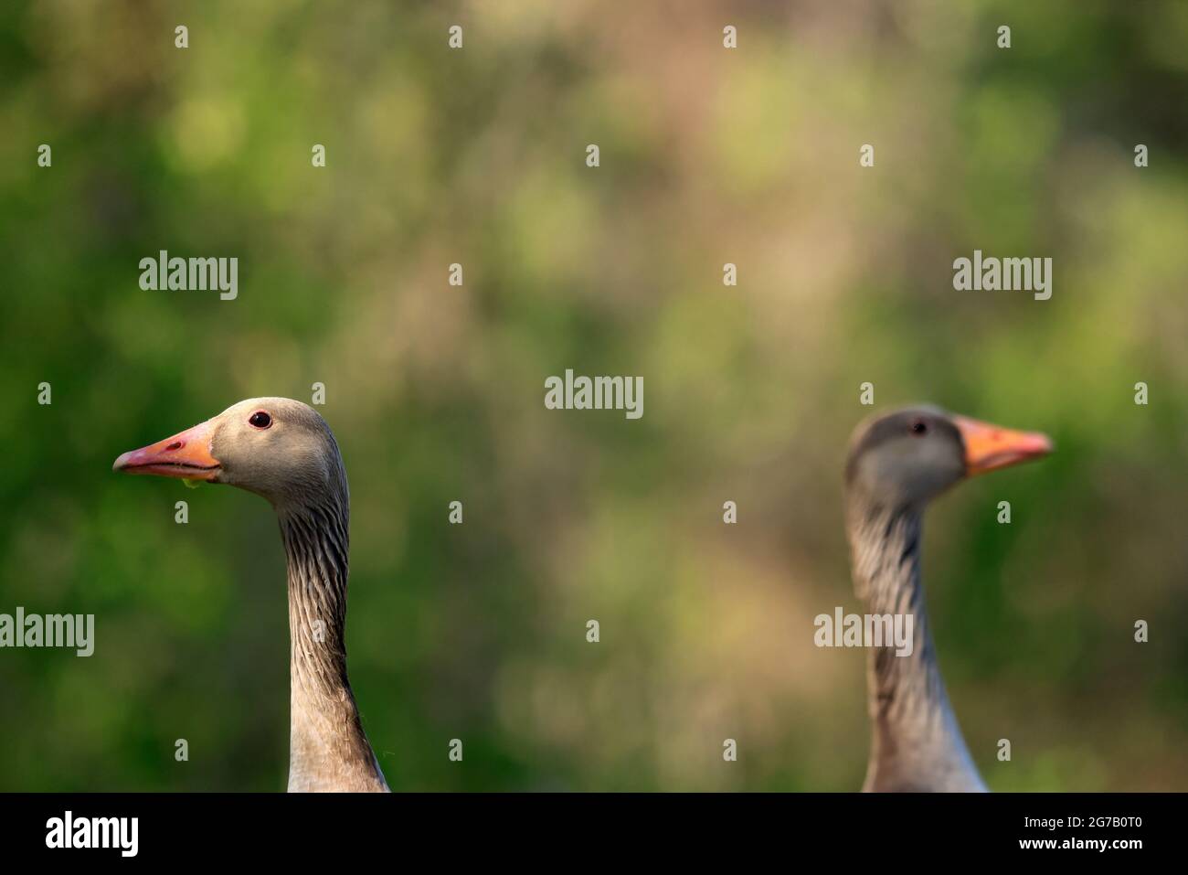 Retrato animal de ganso de Graylag (Anser anser), Alemania Foto de stock