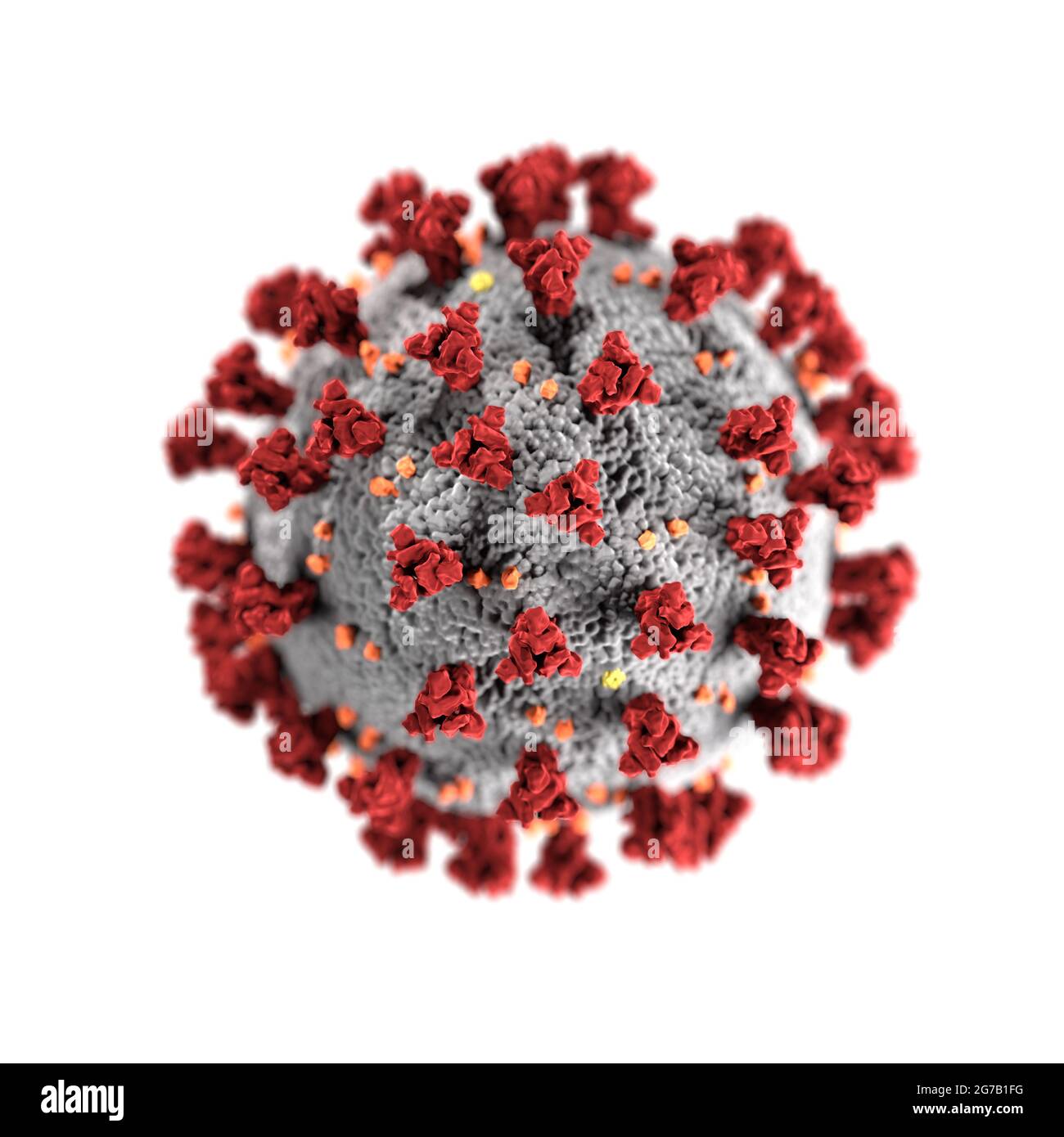 Esta ilustración, creada en los Centros para el Control y la Prevención de Enfermedades (CDC) de los Estados Unidos, revela la morfología ultraestructural exhibida por los coronavirus. Se identificó un nuevo coronavirus, llamado coronavirus del síndrome respiratorio agudo severo 2 (SARS-CoV-2), como la causa de un brote de enfermedad respiratoria detectado por primera vez en Wuhan, China, en 2019. La enfermedad causada por este virus ha sido llamada enfermedad coronavirus 2019 (COVID-19). Una versión optimizada y mejorada de una imagen producida por los Centros para el Control y la Prevención de Enfermedades de los Estados Unidos / Crédito: CDC Foto de stock