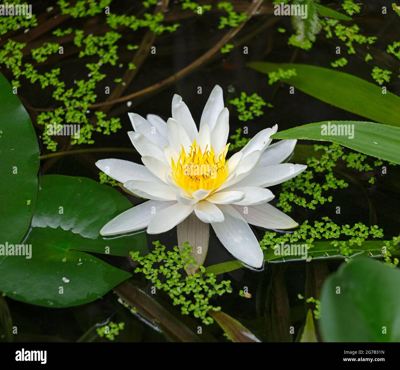 Flor de lirio de agua, estanque de jardín, Dieburg, Hesse, Alemania Foto de stock
