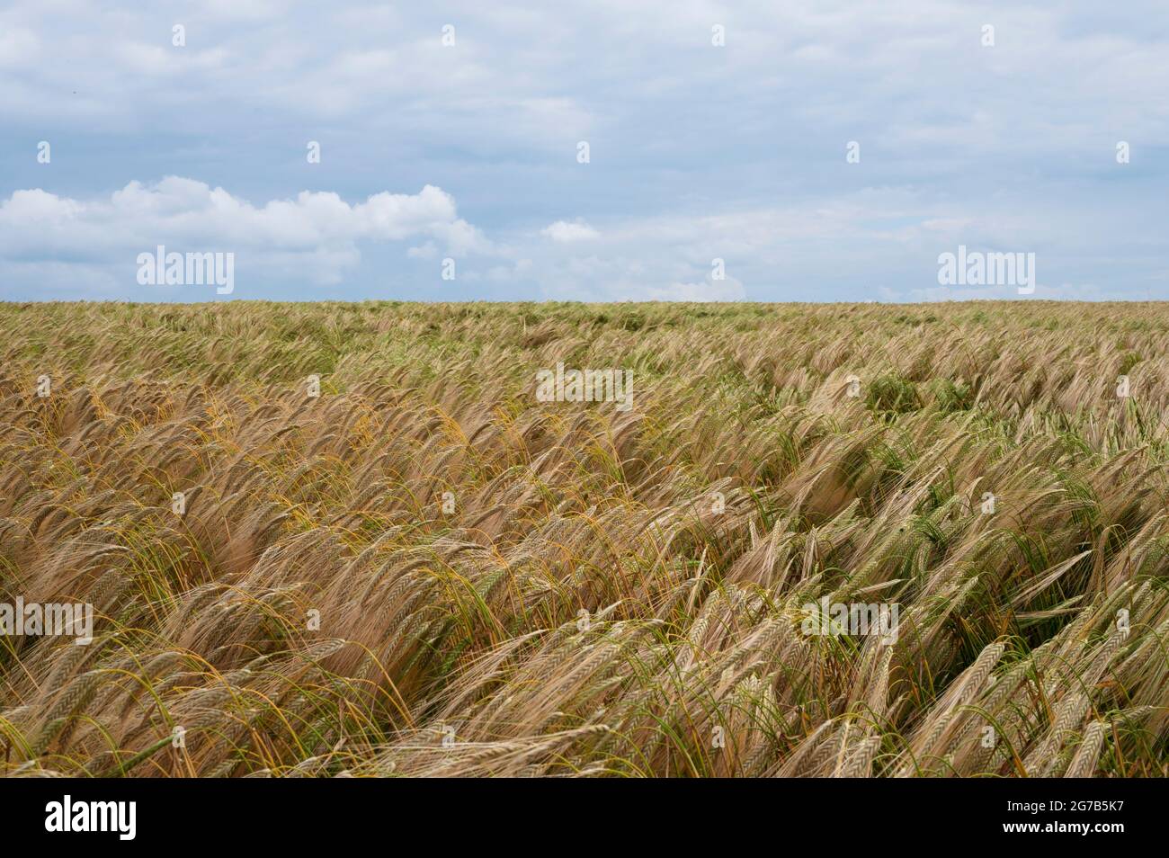 Un feild de trigo compuesto abstractamente en la campiña de Cholsey cerca de Wallingford Foto de stock