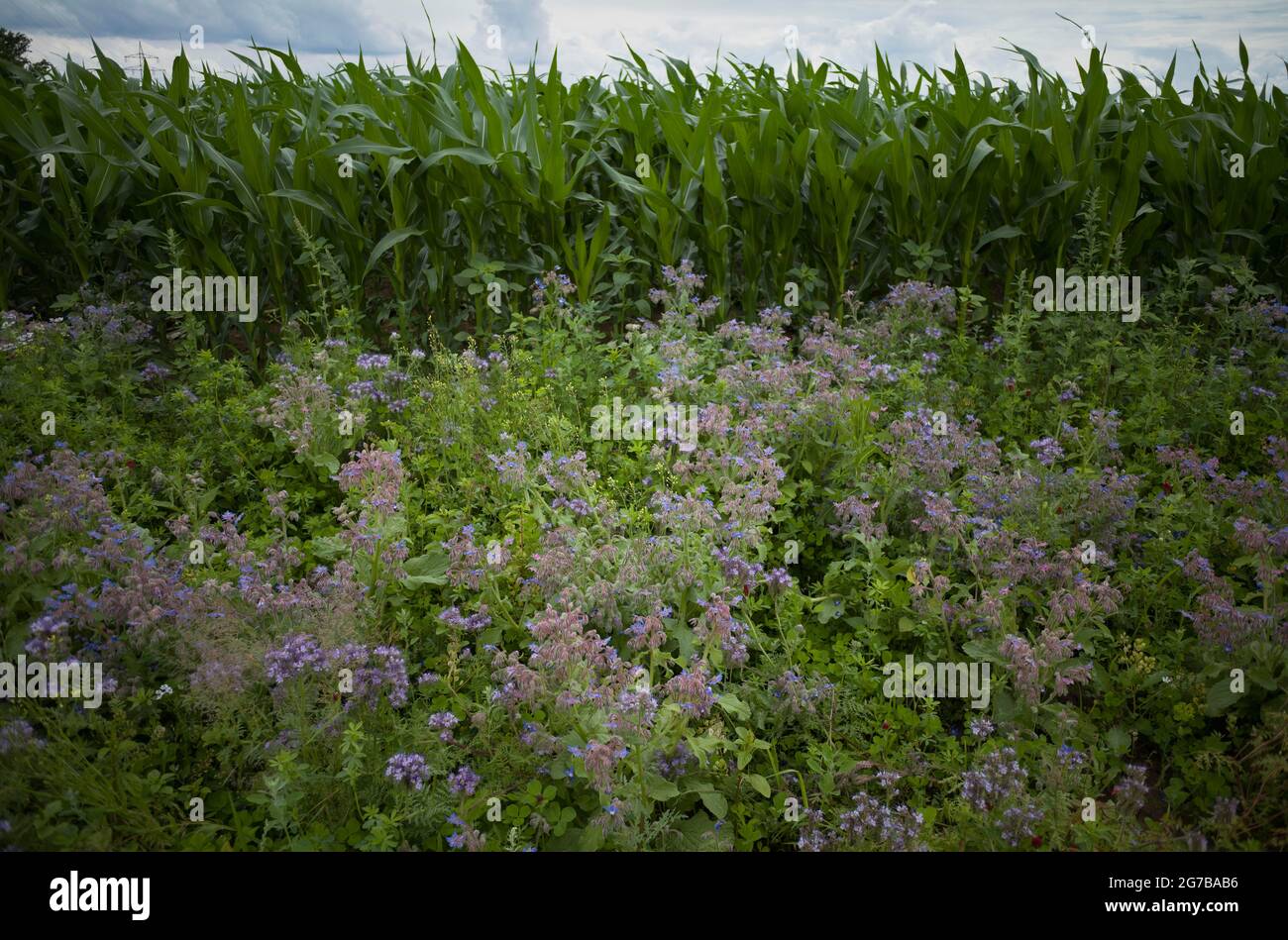 Borraja (Borrago officinalis), también conocida como hierba de pepino, como una franja de floración para promover la biodiversidad junto a un campo de maíz, Baden-Württemberg Foto de stock
