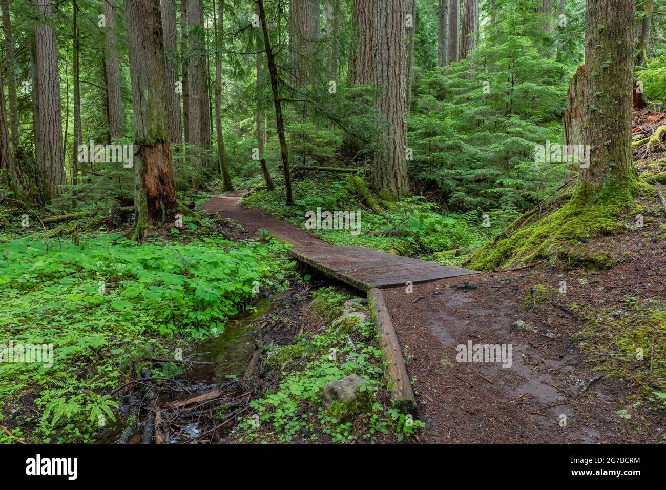 Sendero Skookum Flats Trail, Bosque Nacional Mount Baker-Snoqualmie, Estado de Washington, Estados Unidos Foto de stock
