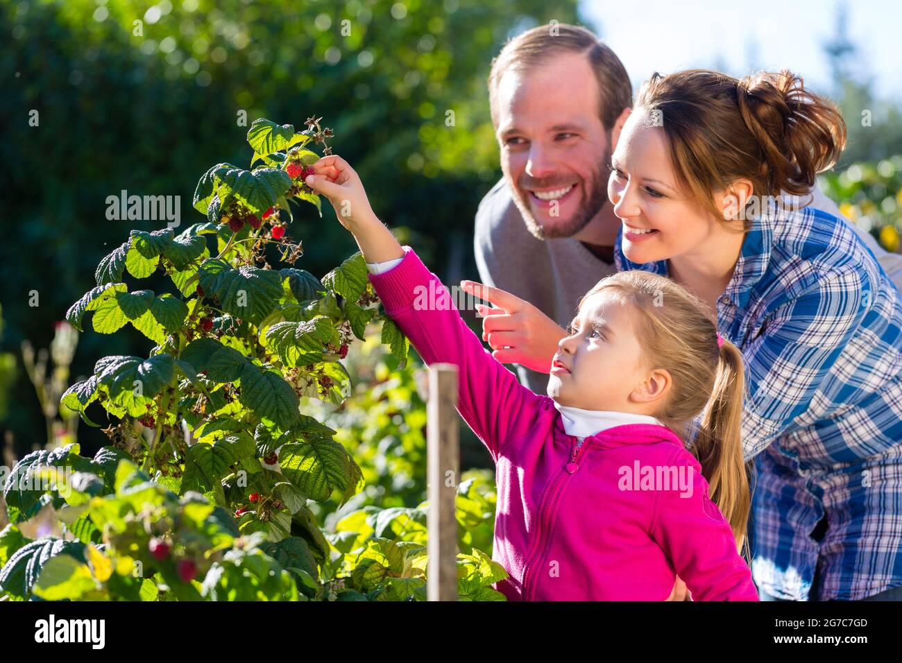 Familia con la madre, el padre y la hija la recogida de bayas desde blackberry bush en el jardín Foto de stock