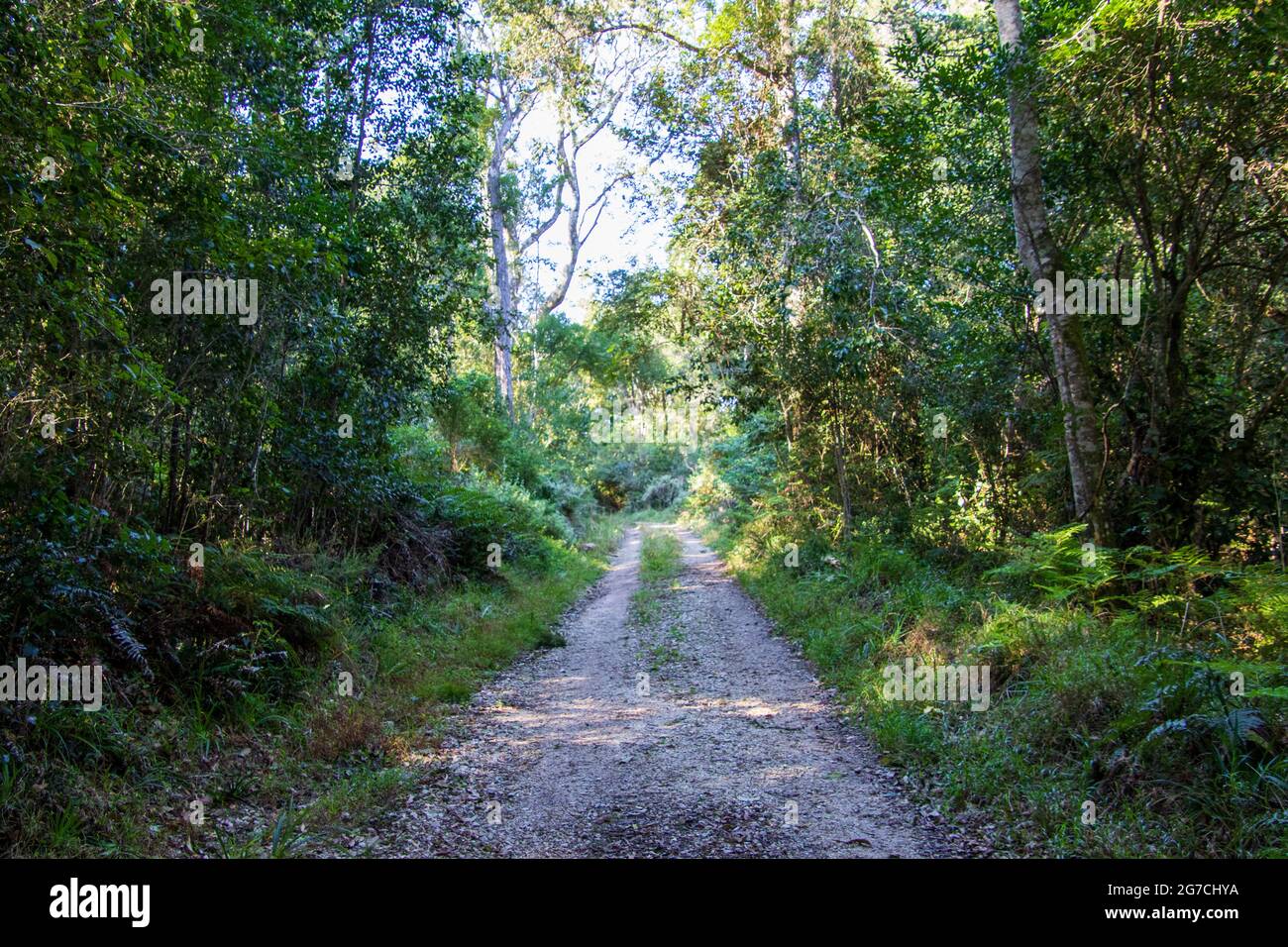 Una pista de tierra conduce a través del bosque a un destino desconocido Foto de stock