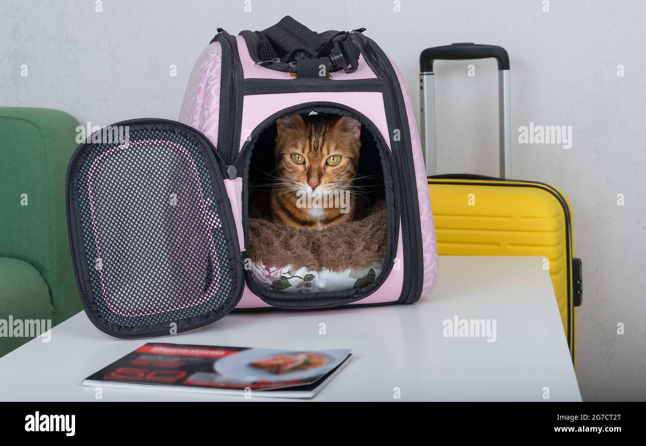 Gato sentado en la maleta o bolso y esperando para un viaje. Viajar con  mascotas concepto Fotografía de stock - Alamy