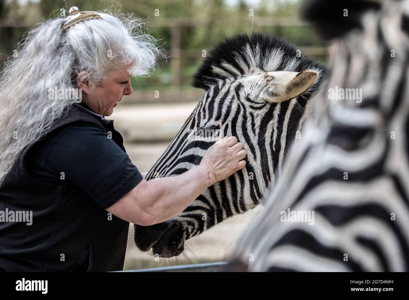 Brabrara Márquez, Jefe de ungulados de 'Amazing Animals with Zebras apareció en muchos anuncios como los anuncios de 'Investec', Chipping Norton, Reino Unido Foto de stock