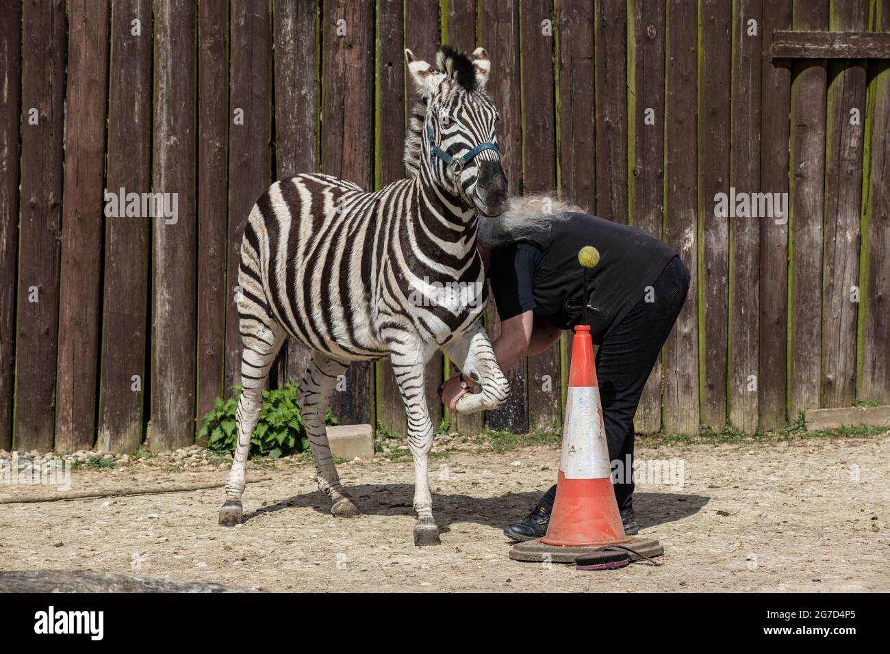 Brabrara Márquez, Jefe de ungulados de 'Amazing Animals with Zebras apareció en muchos anuncios como los anuncios de 'Investec', Chipping Norton, Reino Unido Foto de stock