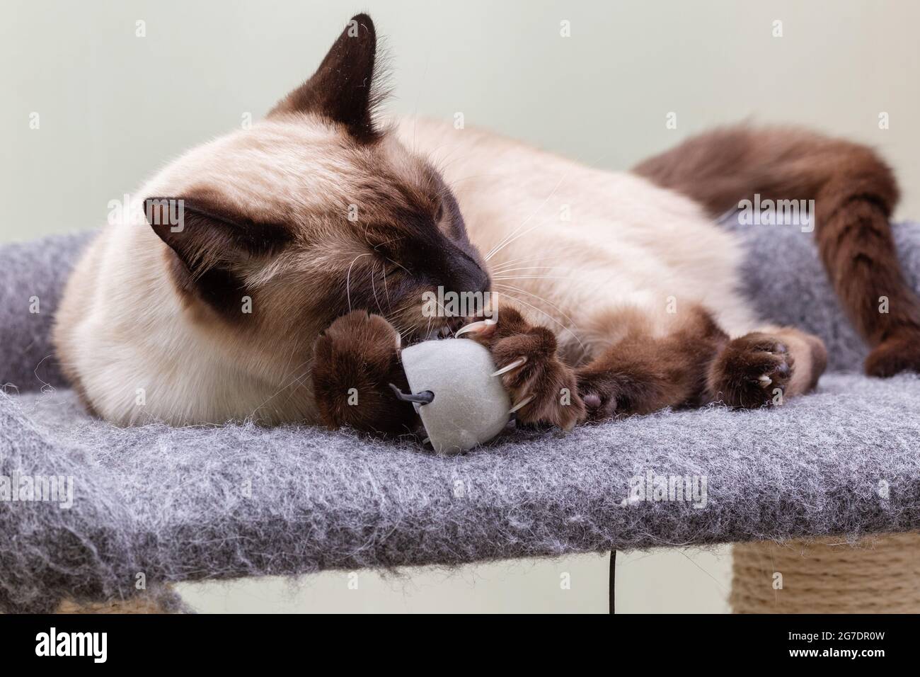 Gatito tailandés jugando con un ratón gris de reloj. El gato está acostado sobre la Mat y sosteniendo un ratón de juguete con sus patas Foto de stock