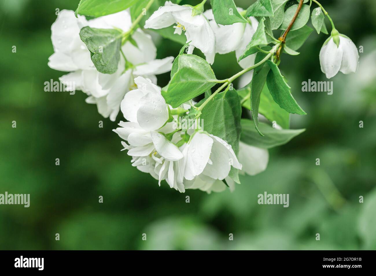 Flor de jazmín blanco después de la lluvia con gotas de agua. Primer plano,  enfoque selectivo Fotografía de stock - Alamy