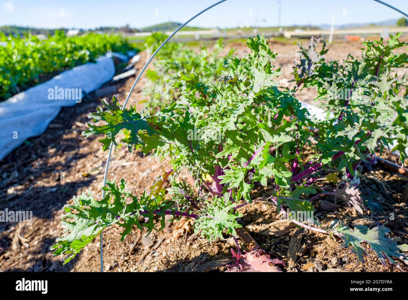 Las plantas y el equipo son visibles en Coco San Sustainable Farm, una granja experimental que utiliza agua reciclada para cultivar plantas para las escuelas locales en Martinez, California, 24 de enero de 2019. () Foto de stock