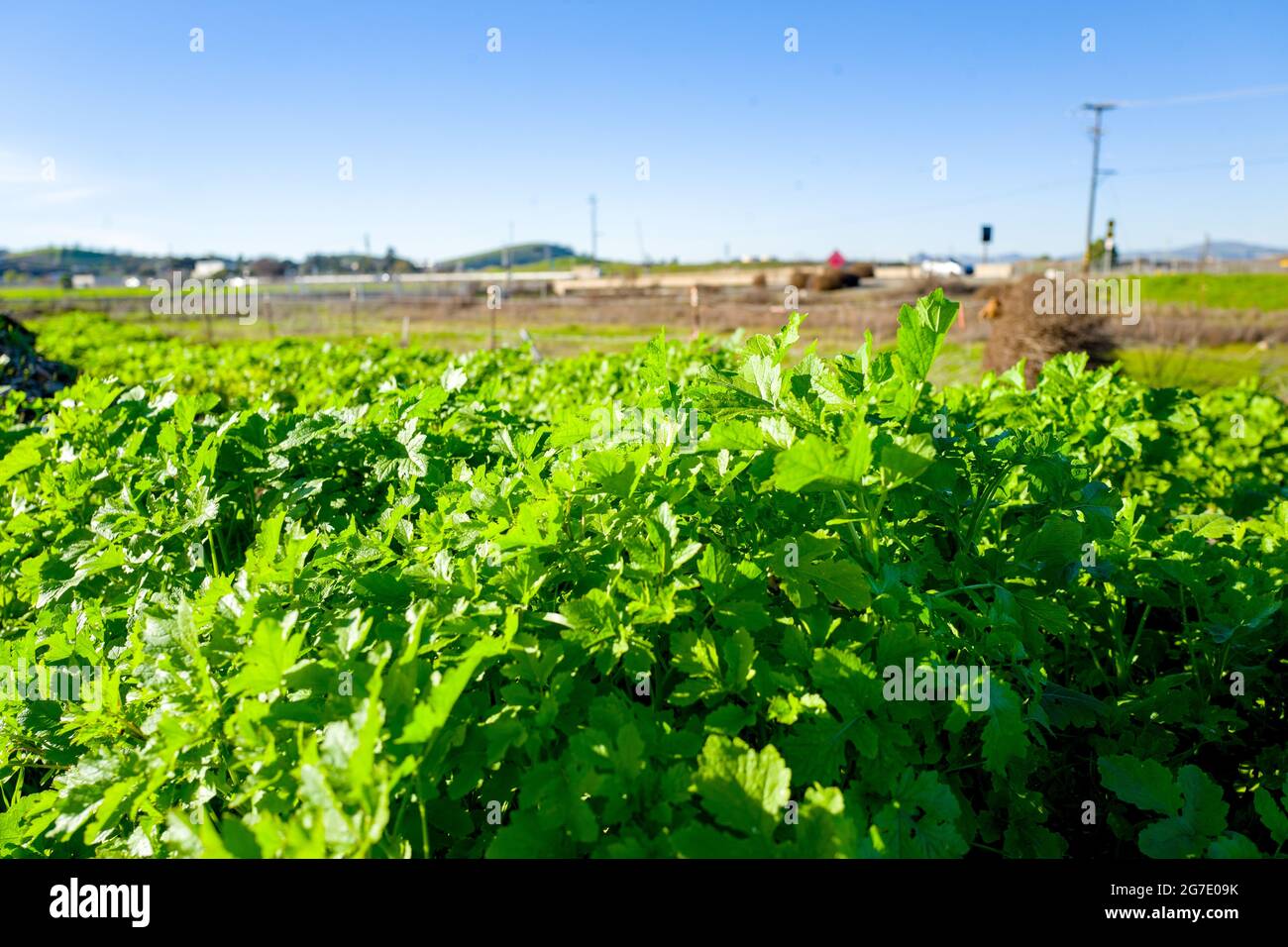 Las plantas y el equipo son visibles en Coco San Sustainable Farm, una granja experimental que utiliza agua reciclada para cultivar plantas para las escuelas locales en Martinez, California, 24 de enero de 2019. () Foto de stock