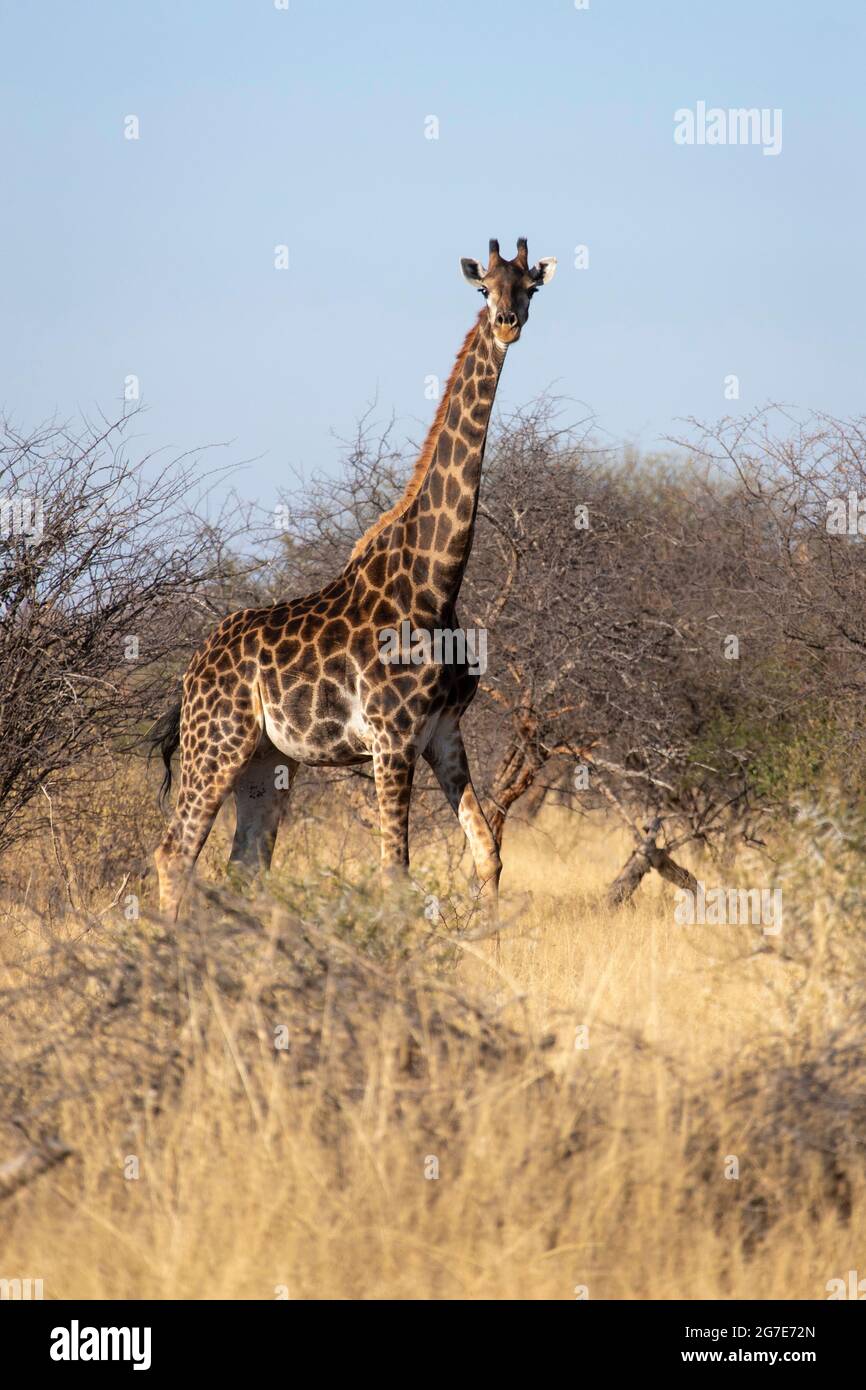 Una jirafa de alerta en Sudáfrica. Foto de stock