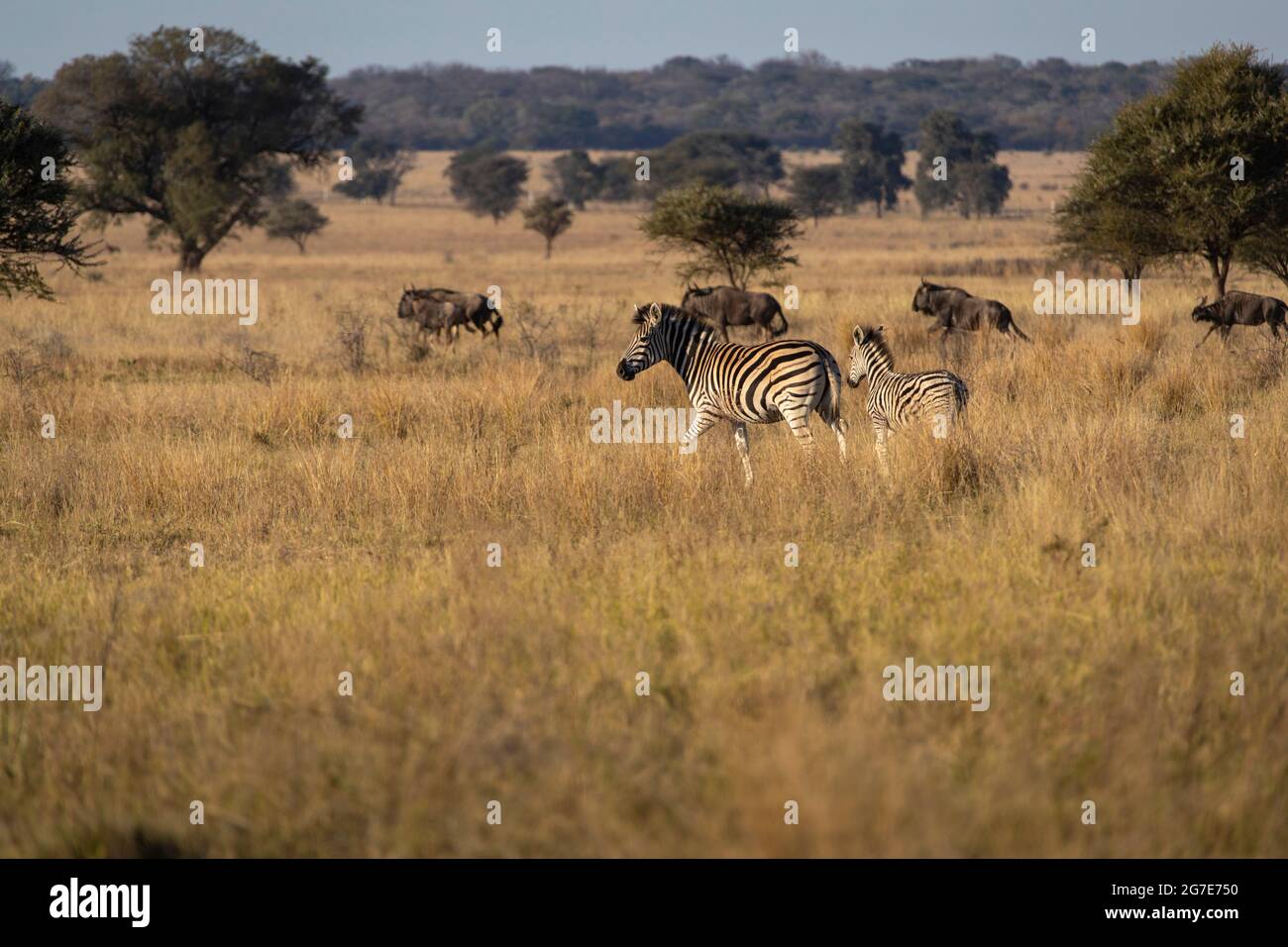 Cebras en las llanuras con el más salvaje en el fondo. Foto de stock