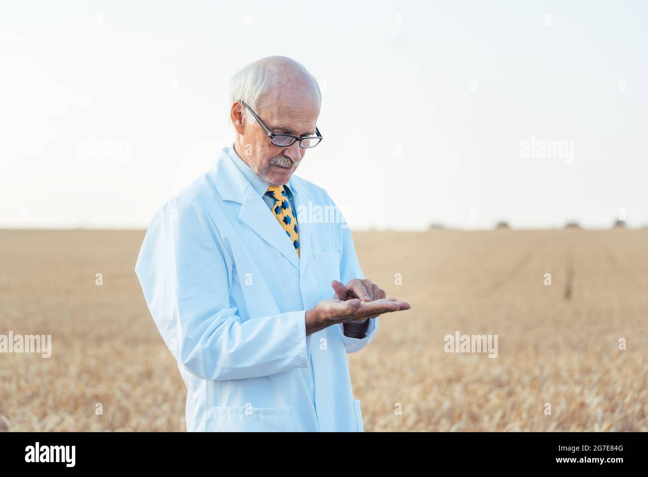 Científico agrícola buscando calidad de semillas nuevas en el campo de grano Foto de stock