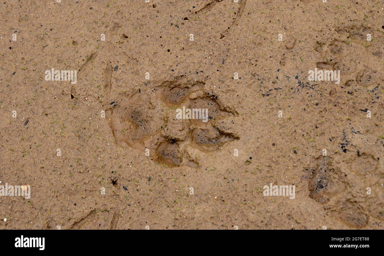 Primer plano del estampado de pata de perro en la arena húmeda junto al lago Foto de stock