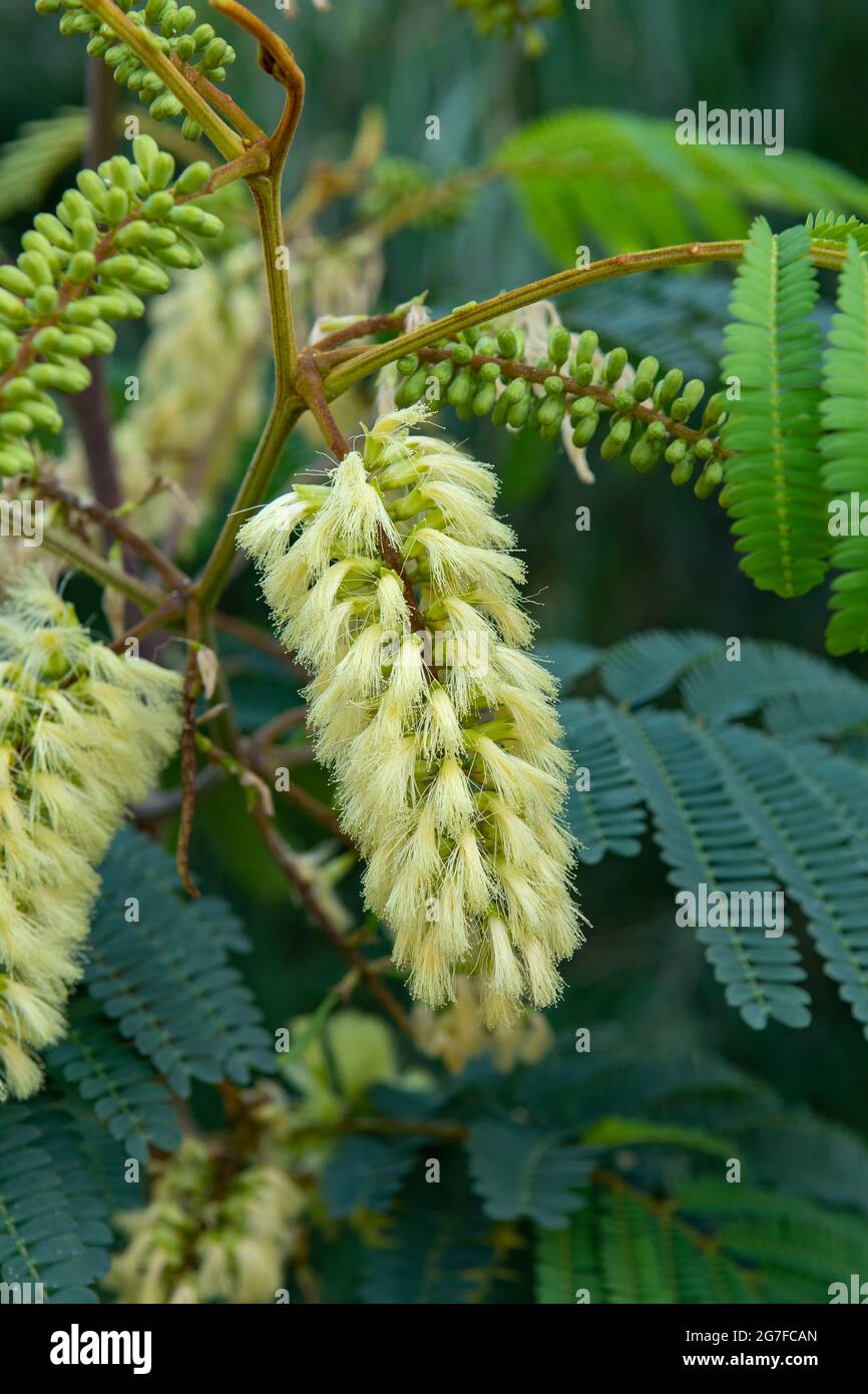 Acacia juliflora, Mesquite Foto de stock