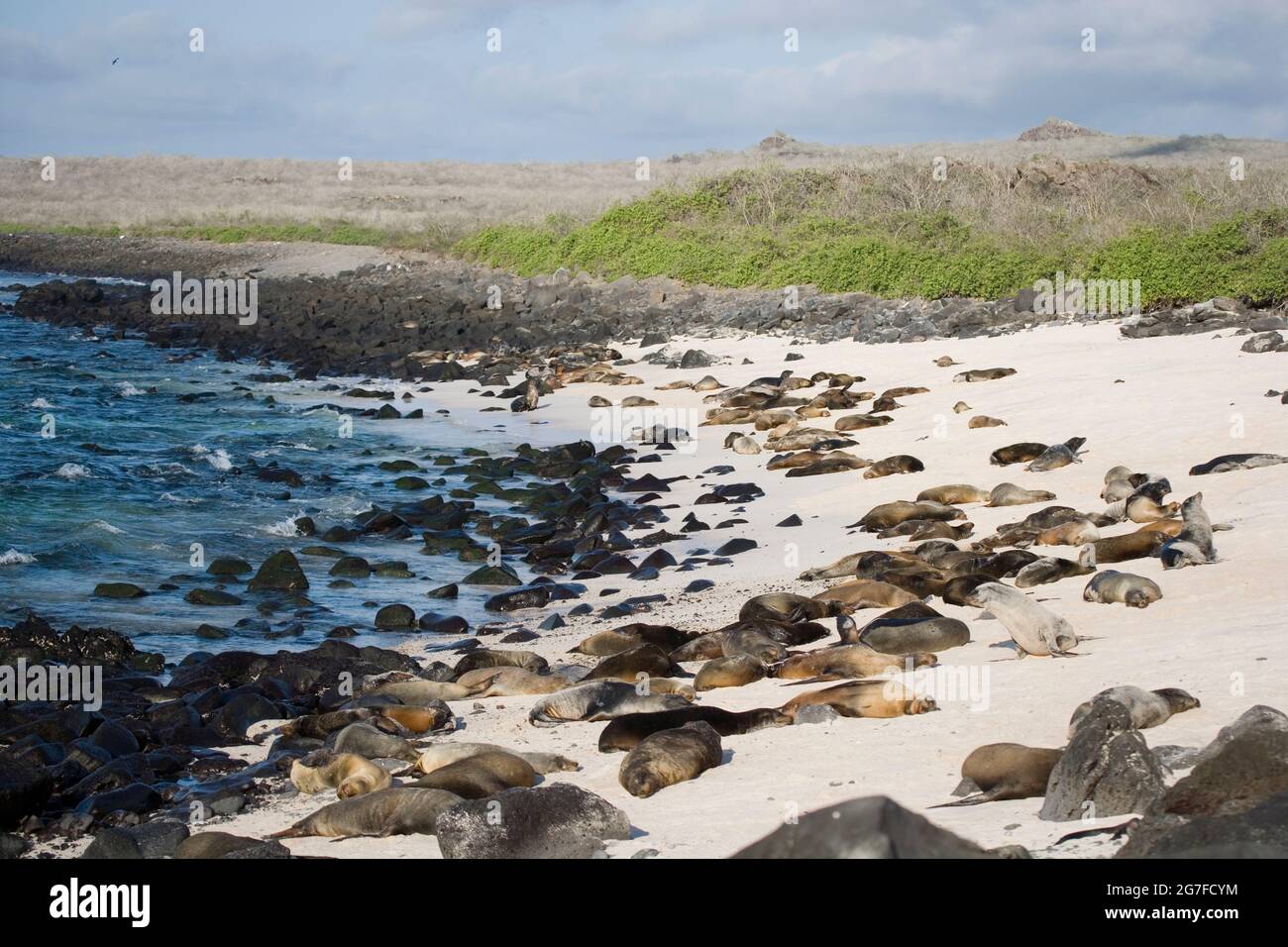 Colonia de leones marinos de Galápagos ( Zalophus wolleboi ) en una playa en la Bahía Gardner; Isla Espanola, en el Archipiélago de Galápagos, Ecuador, Sudamérica Foto de stock