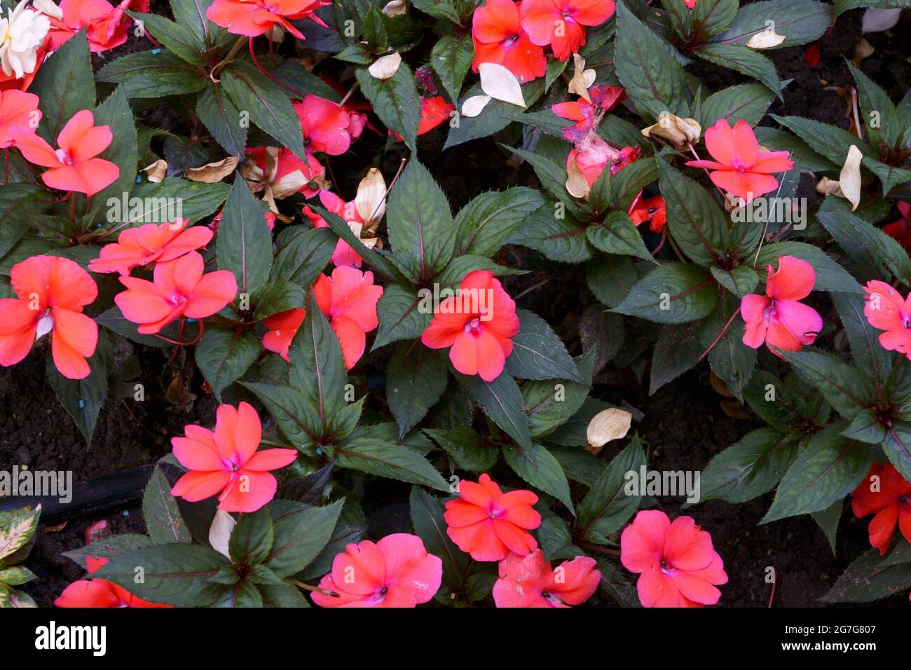 Impatiens walleriana flor arbusto con flor roja Fotografía de stock - Alamy