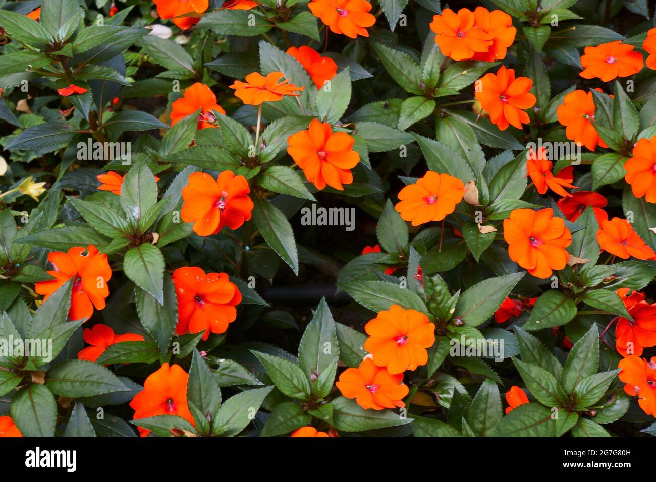 Impatiens walleriana flor arbusto con flor de naranja Fotografía de stock -  Alamy