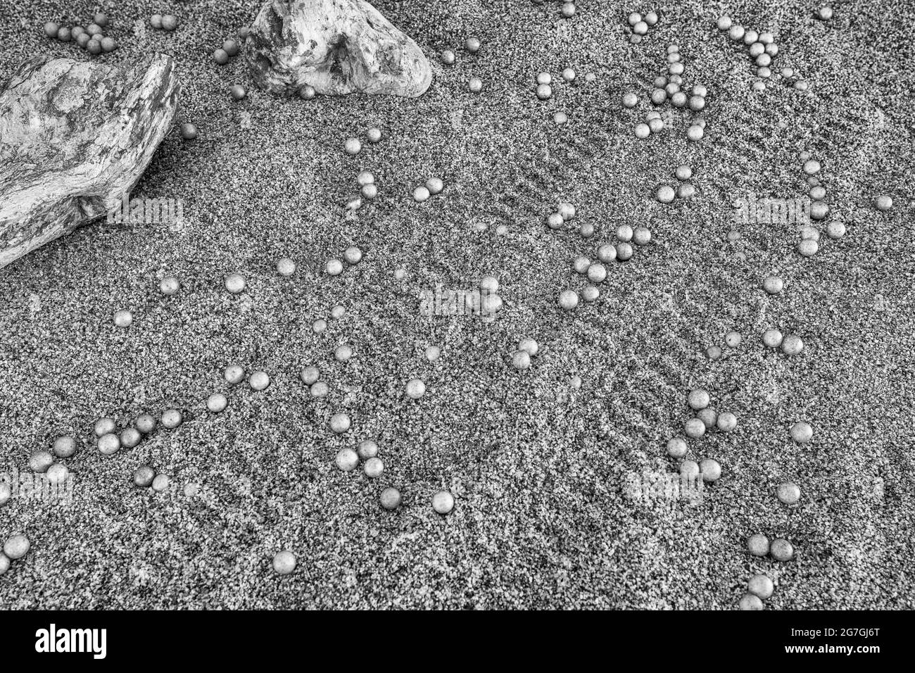 Presentación en blanco y negro de la búsqueda de la lengua en la mejilla para la vida en Marte y los arándanos de la NASA (a veces llamados hongos marcianos). No hace falta decir que NO Marte. Foto de stock