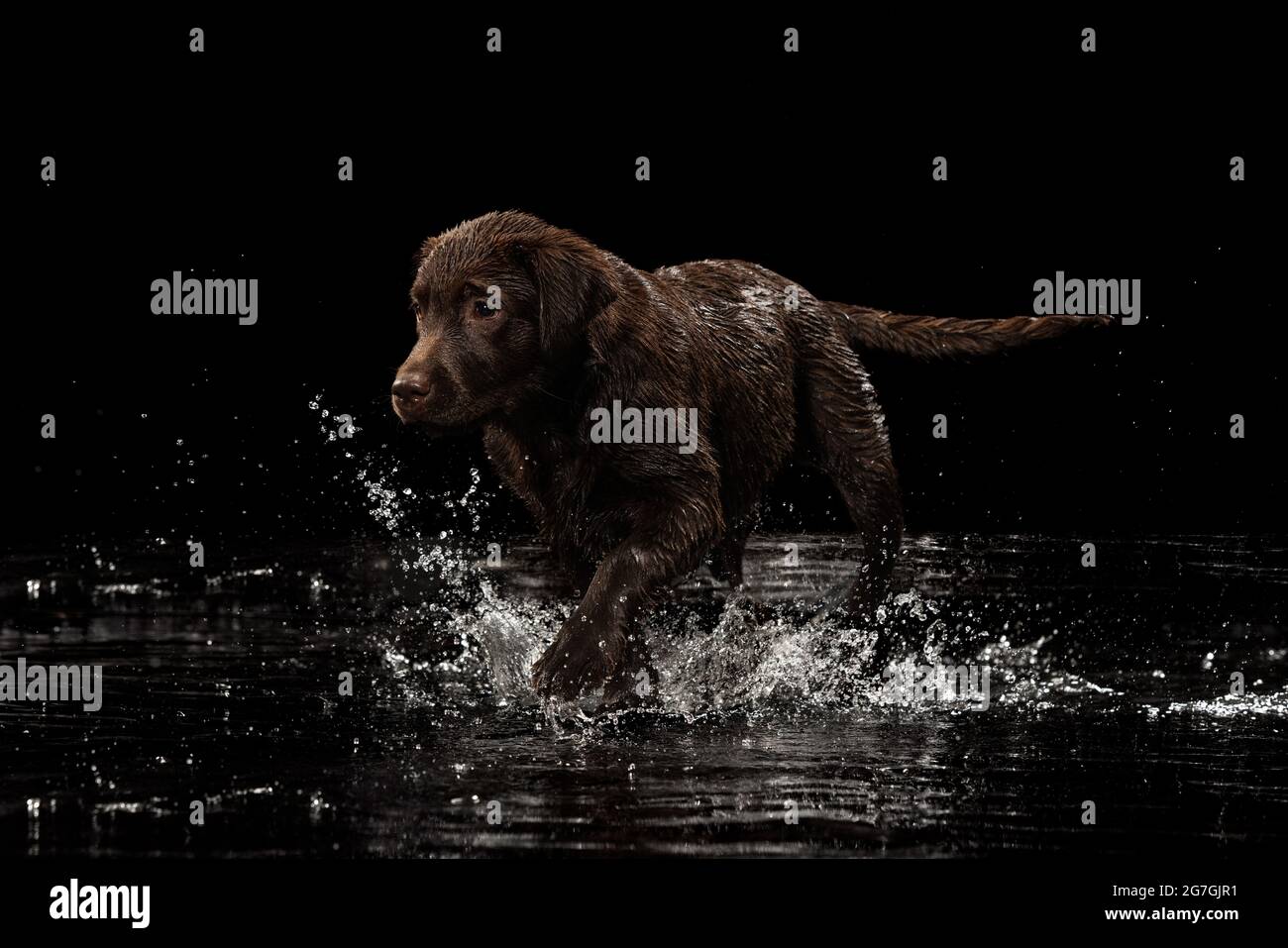 Retrato de color chocolate gran perro Labrador en agua salpicaduras y gotas  que posan aisladas sobre fondo oscuro. Belleza y gracia Fotografía de stock  - Alamy