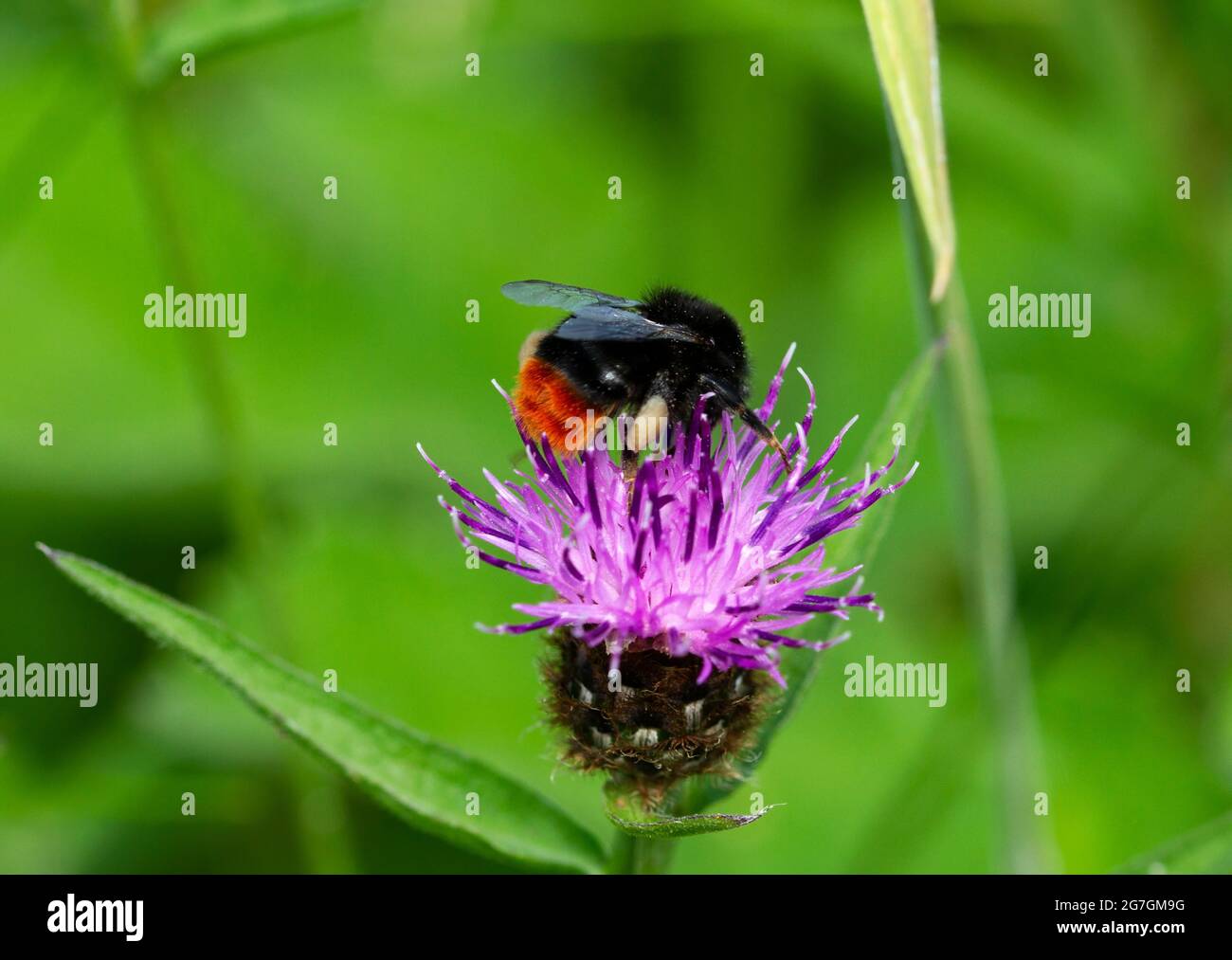 Una abeja de cola roja se alimenta del néctar y recoge el polen de una flor de la maleza. El polen es llevado de vuelta a la pequeña colonia para alimentar a la reina Foto de stock