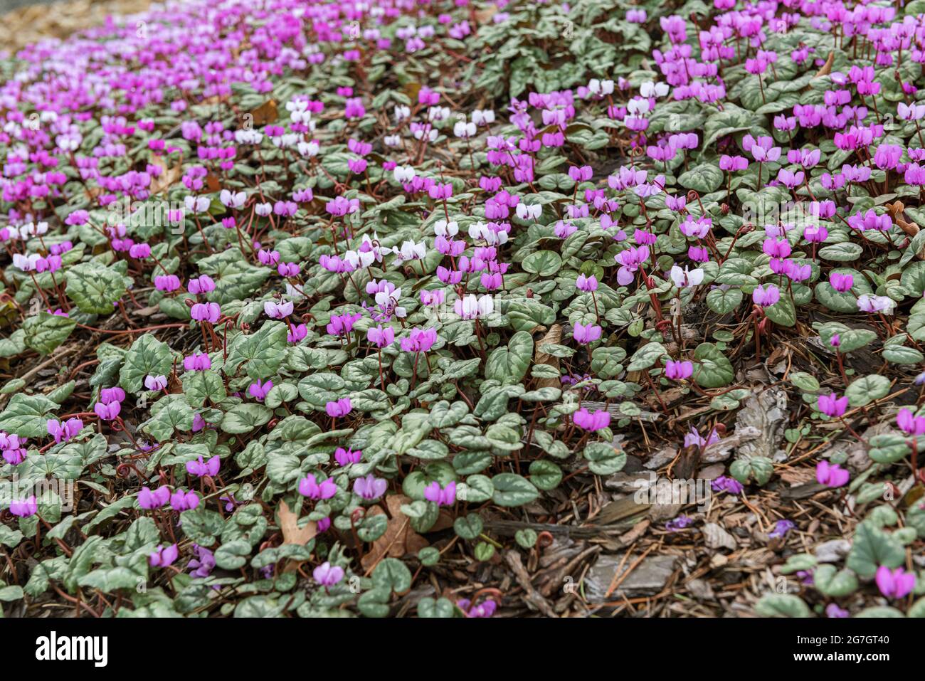 Ciclamen oriental (Cyclamen coum), floración Foto de stock