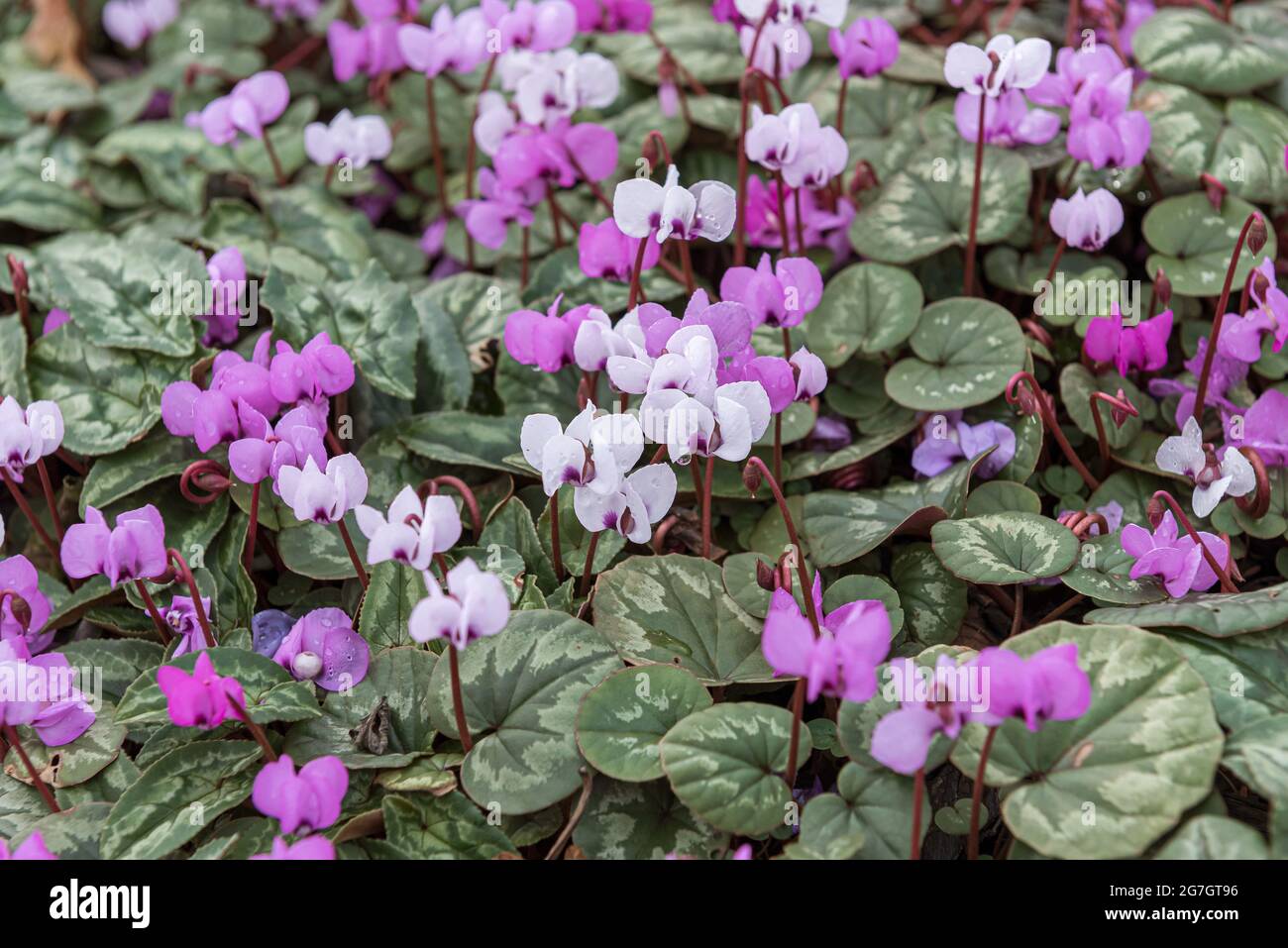 ciclamen oriental (Cyclamen coum 'Album', Cyclamen coum Album), álbum cultivar de flores blancas Foto de stock