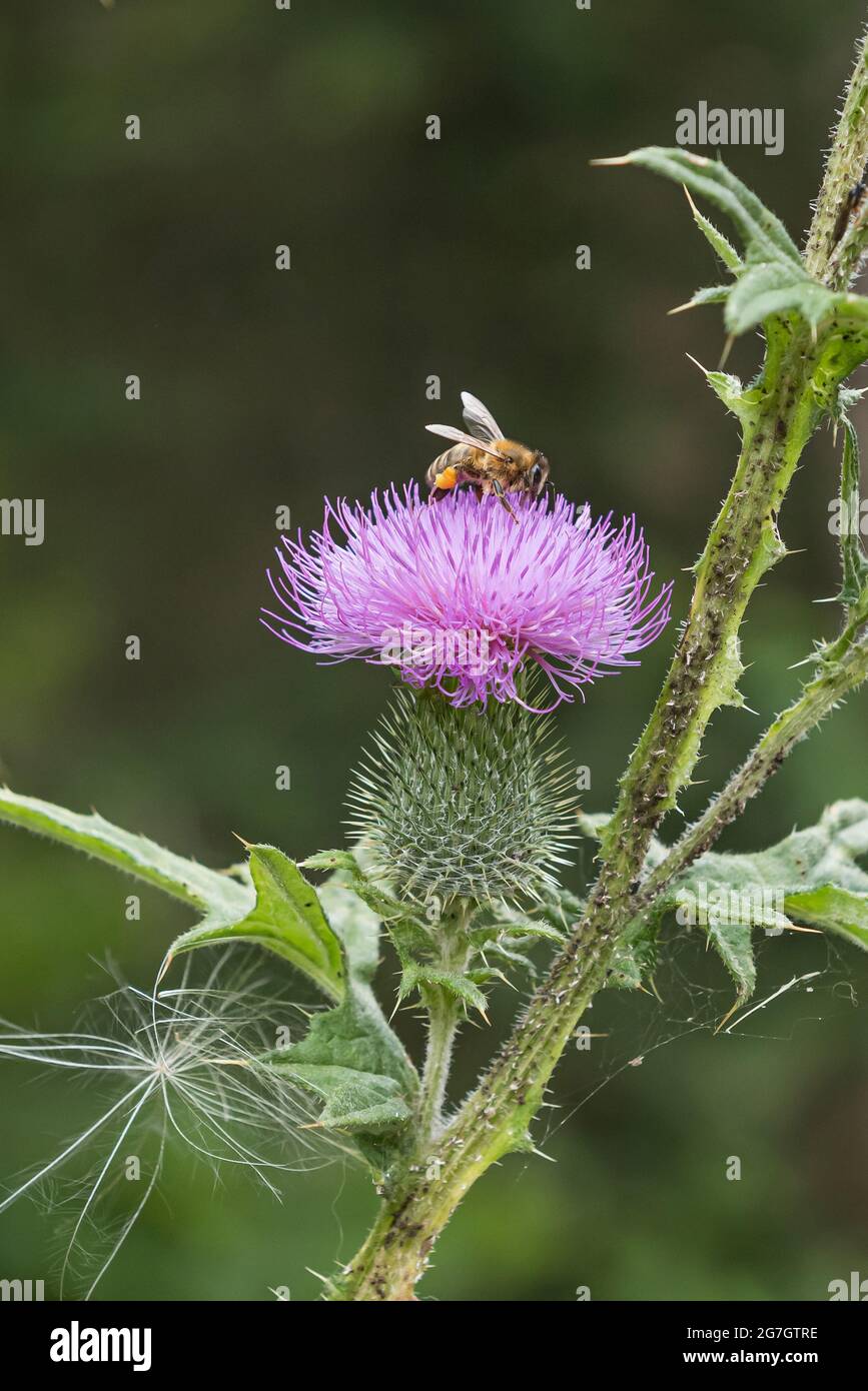Cardo de toro, cardo común, cardo de lanza (Cirsium vulgare, Cirsium lanceolatum), flor con abeja, Alemania Foto de stock
