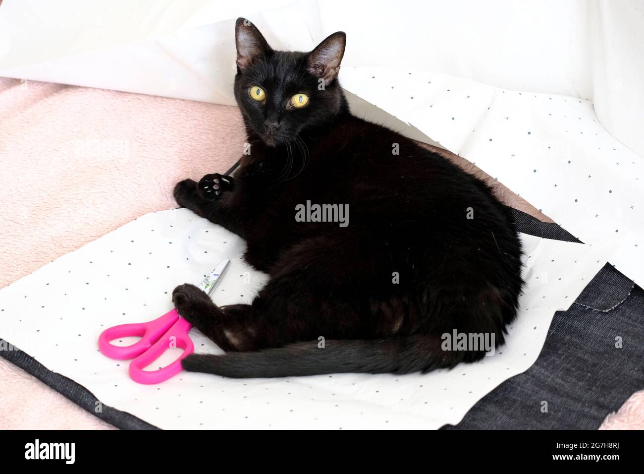 Un solo gato negro mascota obstruye deliberadamente un proyecto de costura Foto de stock