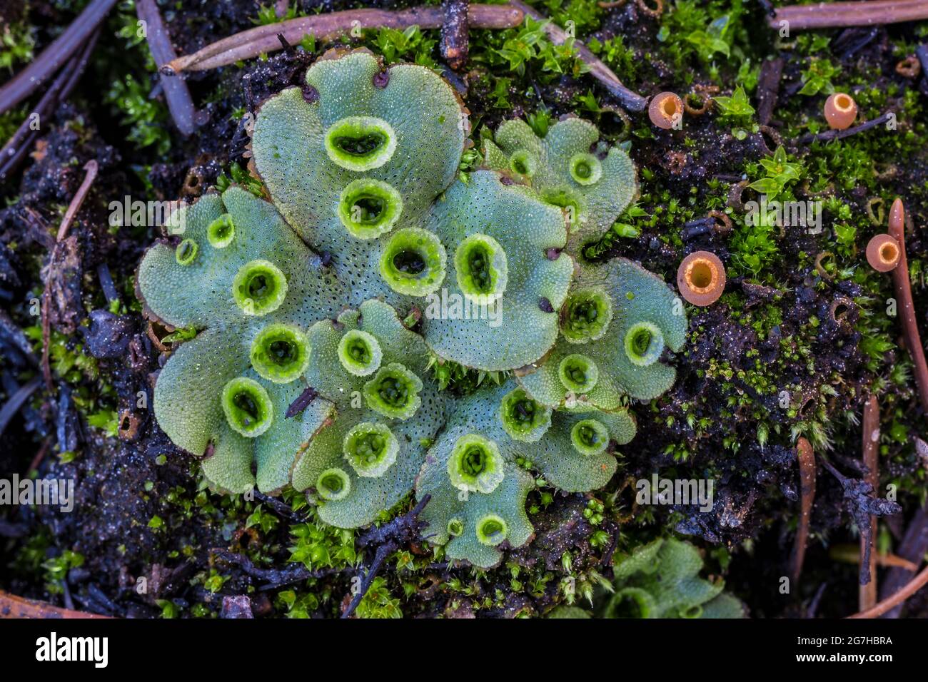 Marchantia polymorpha, una liverwort que es un colonizador poco después de intensos incendios de enfilados, después de 2012 Table Mountain Fire, Okanogan-Wenatchee National Foto de stock