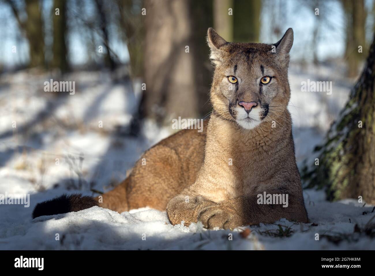 Puma animal fotografías e imágenes de alta resolución - Página 4 - Alamy