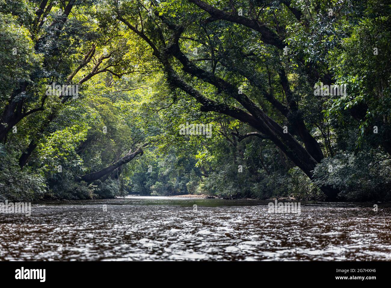 Vista panorámica de la naturaleza del río Tahan con exuberante follaje de la selva tropical en el Parque Nacional Taman Negara, Pahang Foto de stock