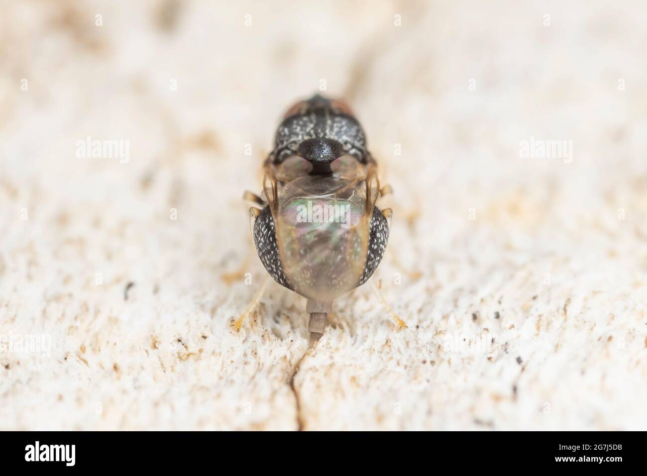 Una mosca Solider hembra (Gowdeyana punctifera) oviposita en el lado de un roble muerto. Foto de stock