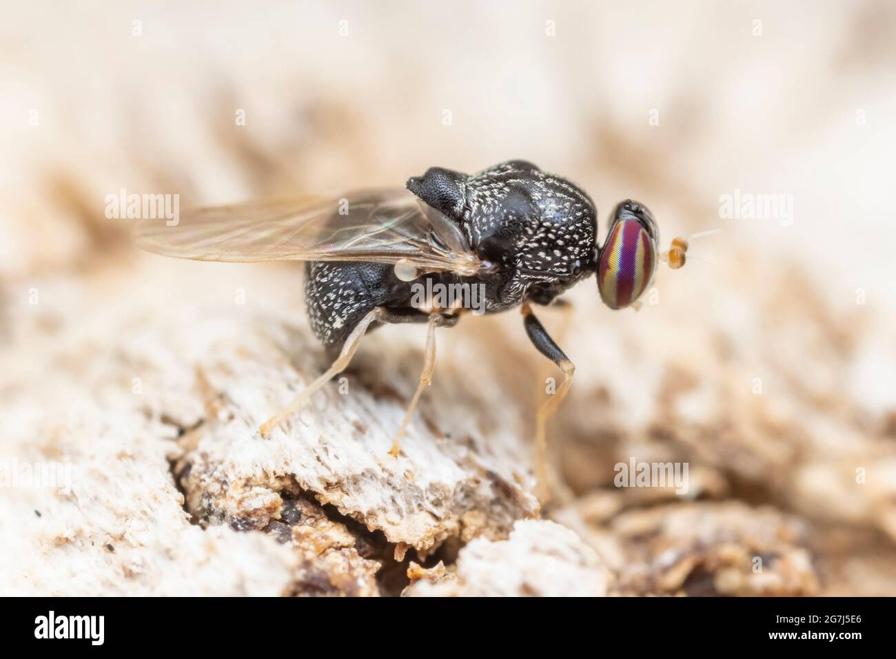 Una mosca Solider hembra (Gowdeyana punctifera) oviposita en el lado de un roble muerto. Foto de stock