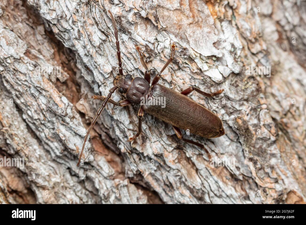 Un Beetle de cuernos largos (Arhopalus rusticus obsoletus) sobre un árbol muerto de Pino Blanco del Este (Pinus strobus). Foto de stock