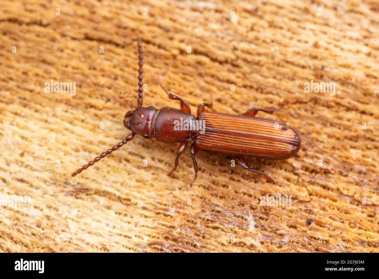 Plana parasitaria corteza escarabajo (Catogenus rufus) Foto de stock