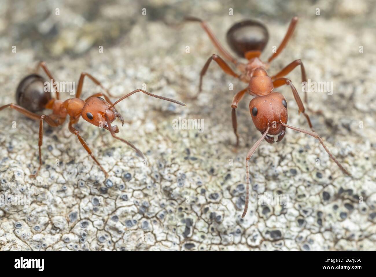 Dos trabajadores de Formicine Ant (Formica integra) interactúan. Foto de stock