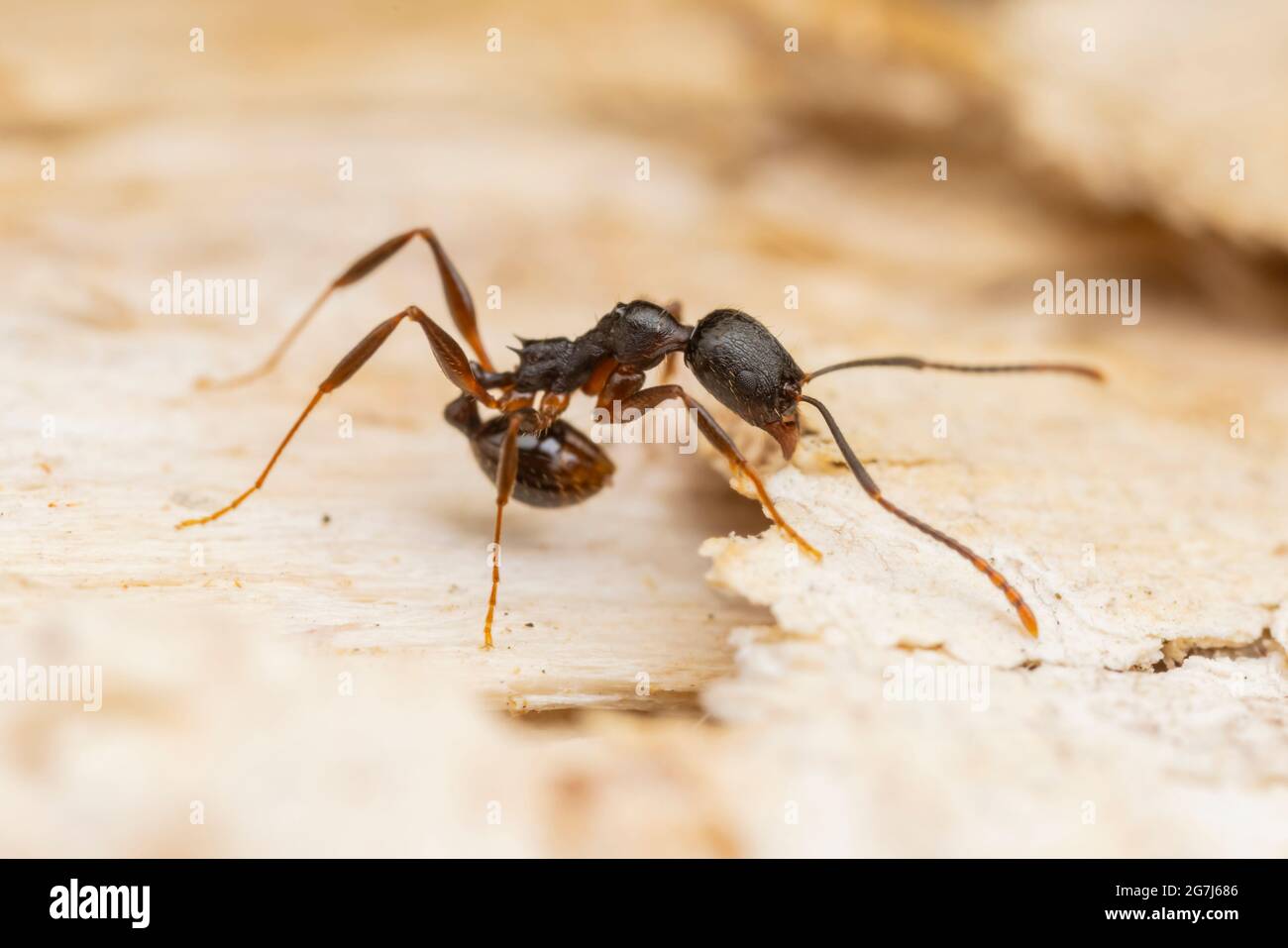 Ant con cintura de columna (aphaenogaster picea) Foto de stock