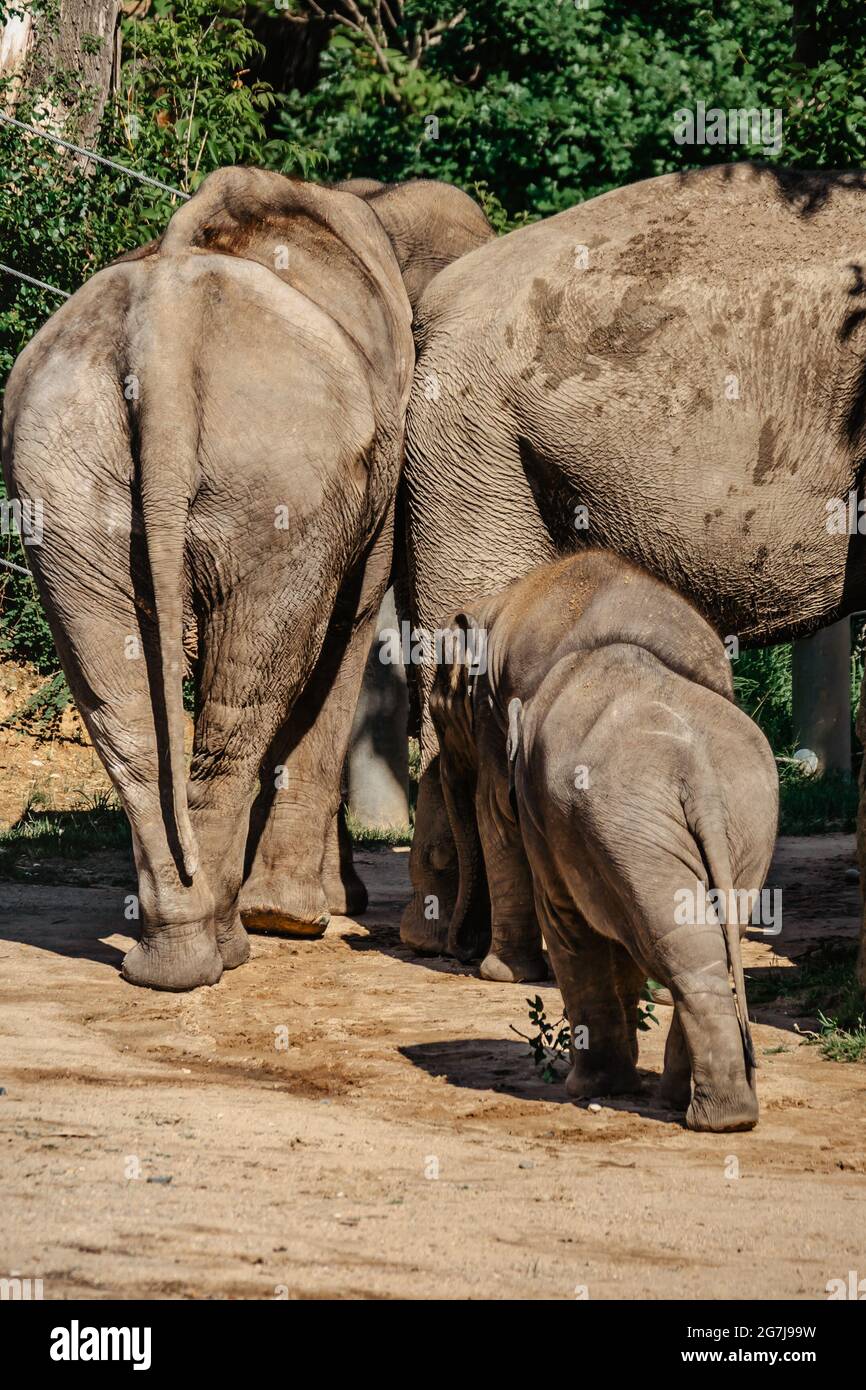 Lindo elefante adorable bebé con los padres en espectacular Elephant Valley, ZOO Czech Republic.Indian Elephants.Walking animal con tronco largo, colmillos, alerg Foto de stock