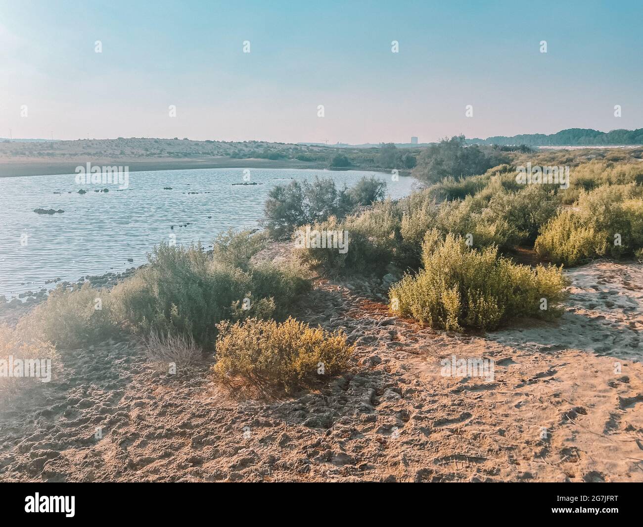 Postre plantas silvestres y naturaleza | espectacular vista del paisaje en la Reserva de Humedales al Wathba en Abu Dhabi, EAU | Lagos de salar de la costa (sabkha) Foto de stock